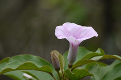 Argyreia elliptica